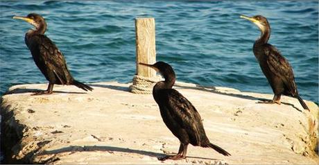 Formentera…. un paraíso mágico Formentera…. un paraíso mágico