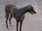 Está calle, ayuda urgente para este impresionante galgo, (sevilla)