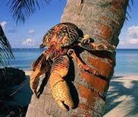 El cangrejo ladrón que se pirra por los cocos