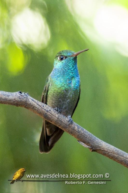 Picaflor esmeralda (Versicolored emerald) Amazilia versicolor