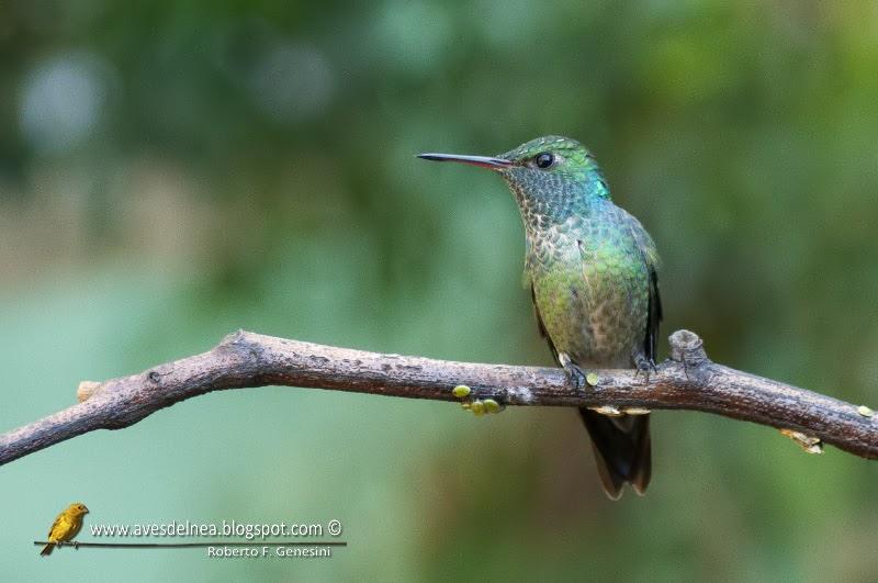 Picaflor esmeralda (Versicolored emerald) Amazilia versicolor