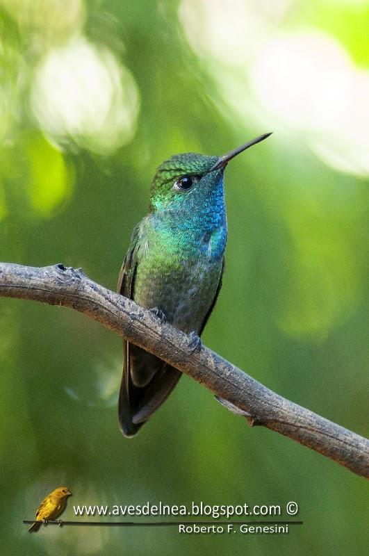 Picaflor esmeralda (Versicolored emerald) Amazilia versicolor