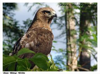 La Hispaniola tiene 31 aves en peligro de extinción.