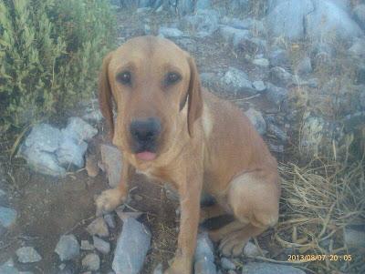 AYUDA URGENTE PARA VIDA, ACOGIDA O ADOPCIÓN!!