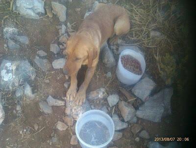 AYUDA URGENTE PARA VIDA, ACOGIDA O ADOPCIÓN!!