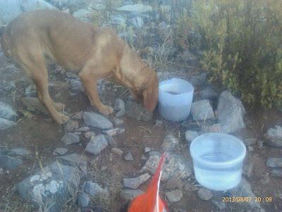 AYUDA URGENTE PARA VIDA, ACOGIDA O ADOPCIÓN!!