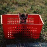 dejar al gato solo en vacaciones