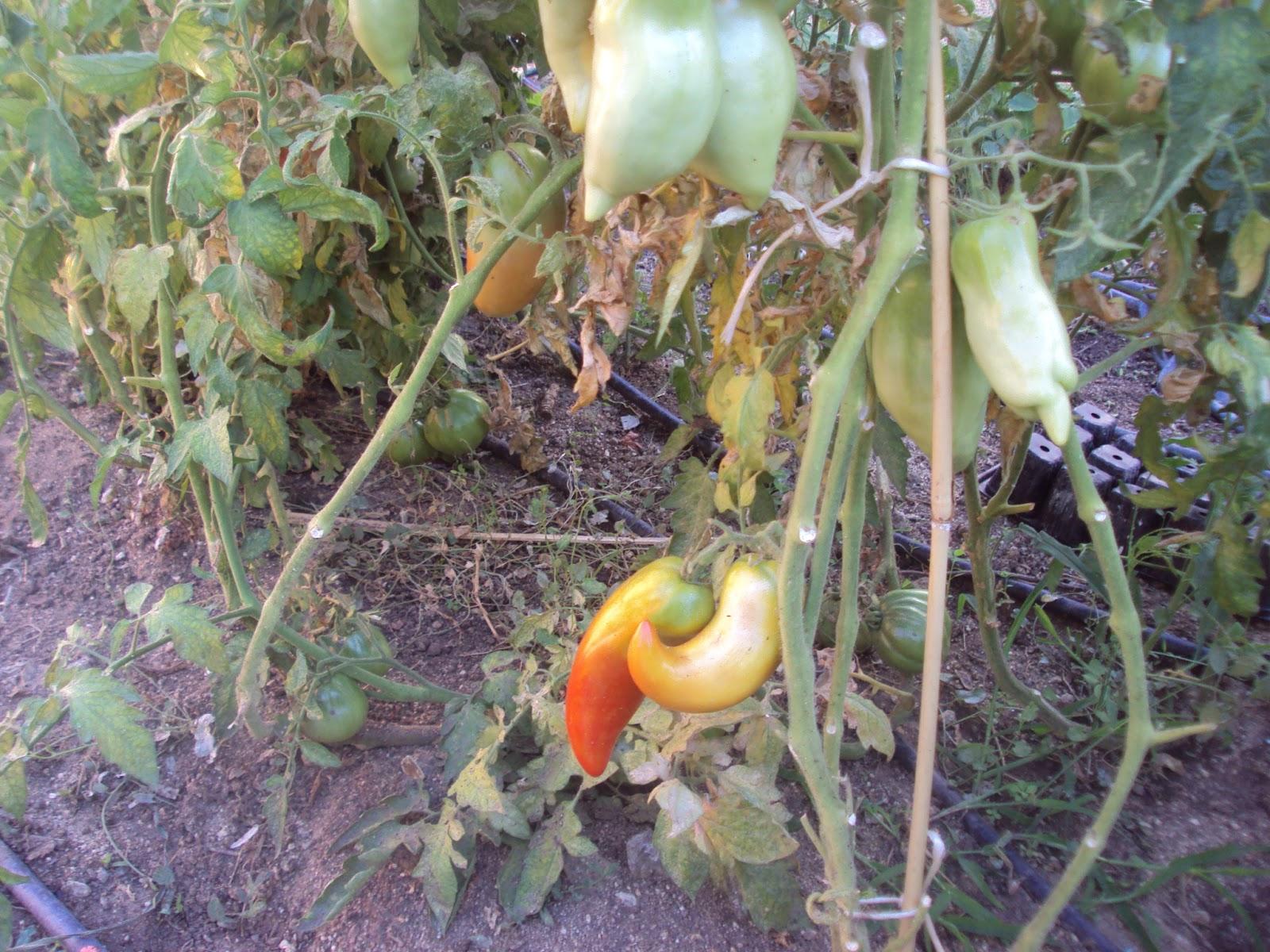 COMIENZAN A MADURAR LOS TOMATES