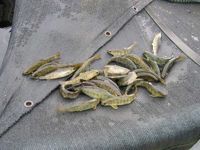 salmón atlántico juvenil