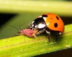 INSECTOS BENEFICIOSOS EN EL HUERTO: LA MARIQUITA