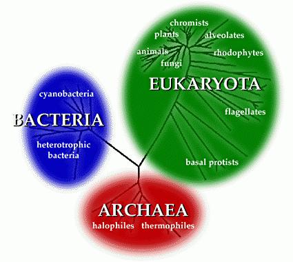 El sistema de tres dominios de Woese