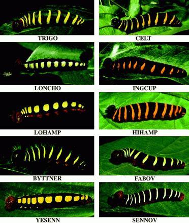 El problema del concepto de especie