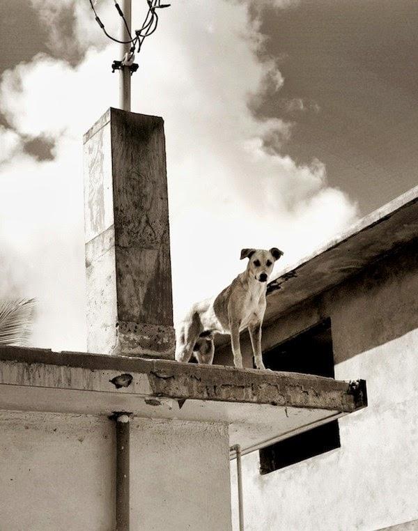 Fotografías de perros callejeros de Traer Scott