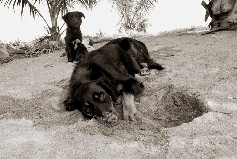 Fotografías de perros callejeros de Traer Scott