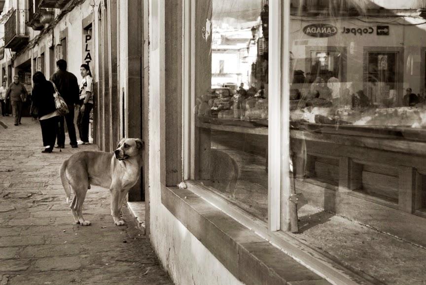 Fotografías de perros callejeros de Traer Scott