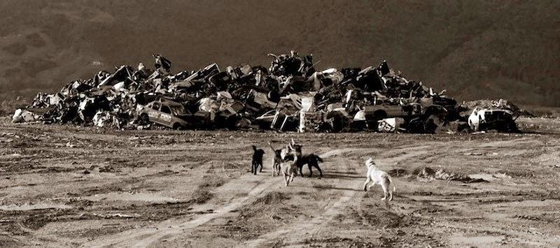 Fotografías de perros callejeros de Traer Scott