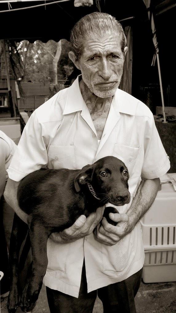 Fotografías de perros callejeros de Traer Scott