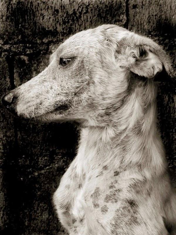 Fotografías de perros callejeros de Traer Scott