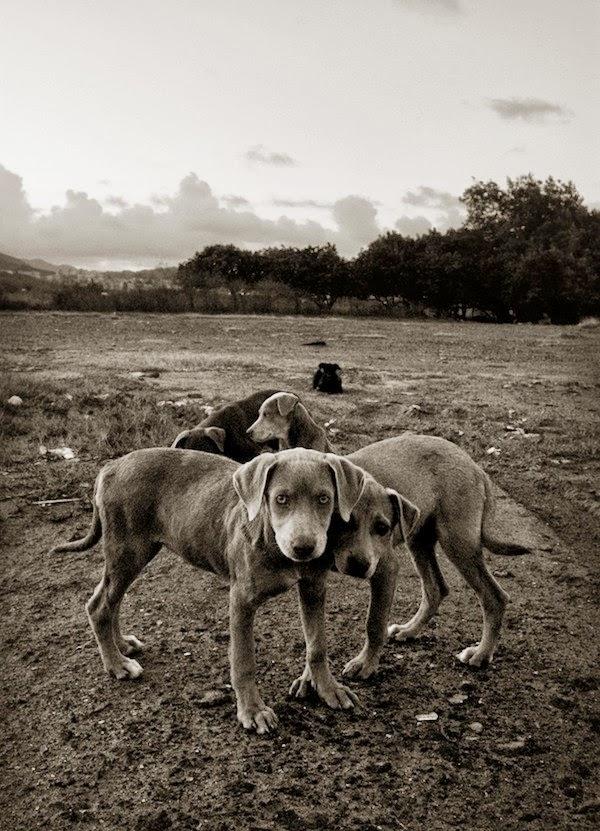 Fotografías de perros callejeros de Traer Scott