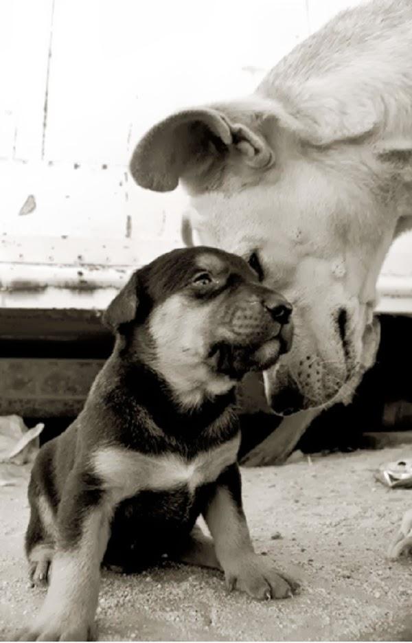 Fotografías de perros callejeros de Traer Scott