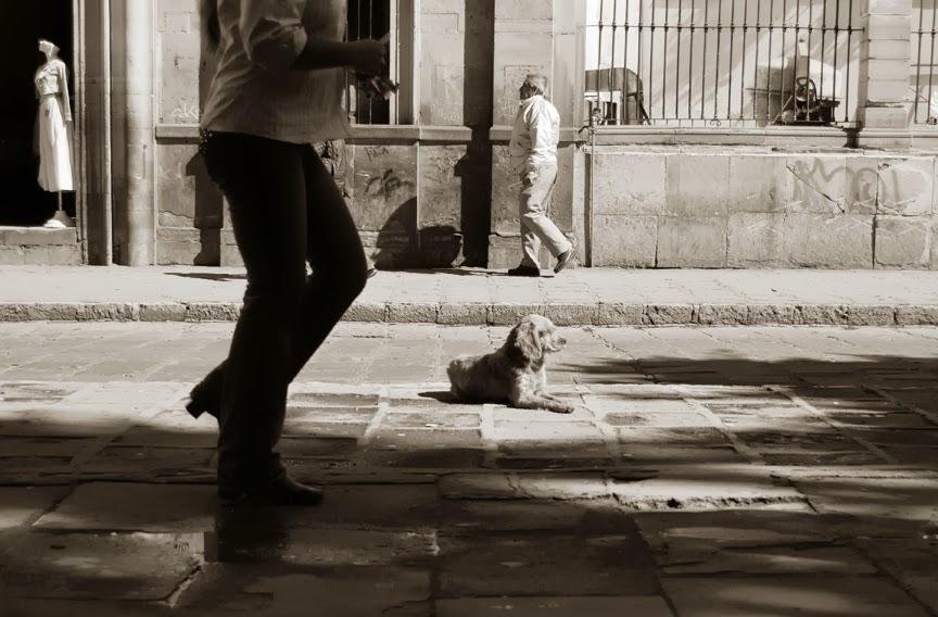 Fotografías de perros callejeros de Traer Scott