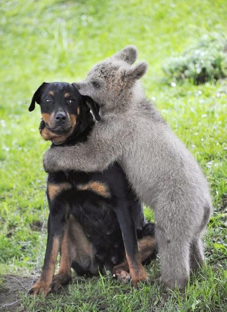 fotografías cachondas de animales