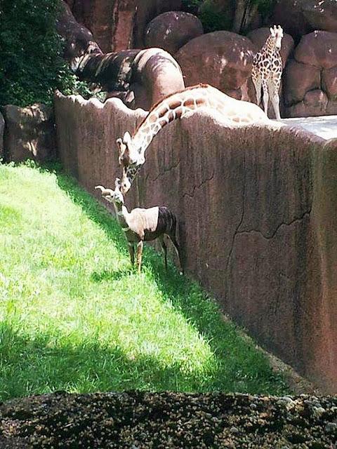 Fotos graciosas de animales