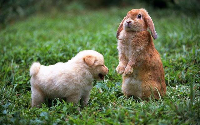 Fotos graciosas de animales