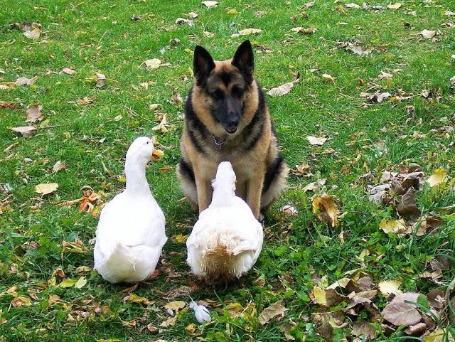 Fotos graciosas de animales