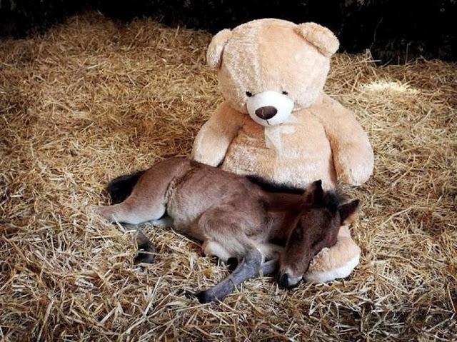 Fotografías divertidas de animales