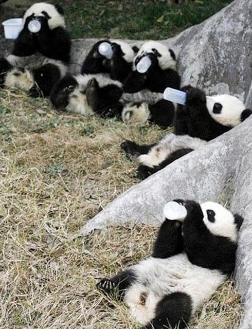 fotografías cachondas de animales