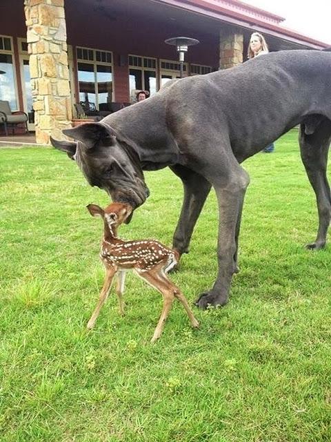 Fotografías divertidas de animales