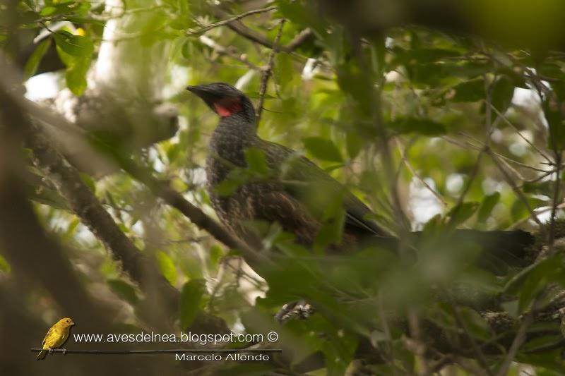 Yacupoí (Rusty-margined Guan) Penelope superciliaris