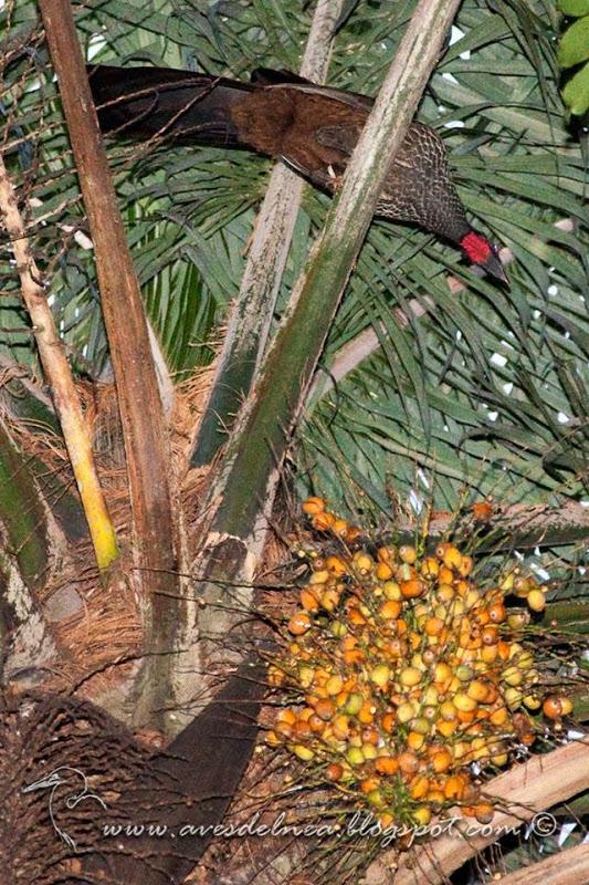 Yacupoí (Rusty-margined Guan) Penelope superciliaris