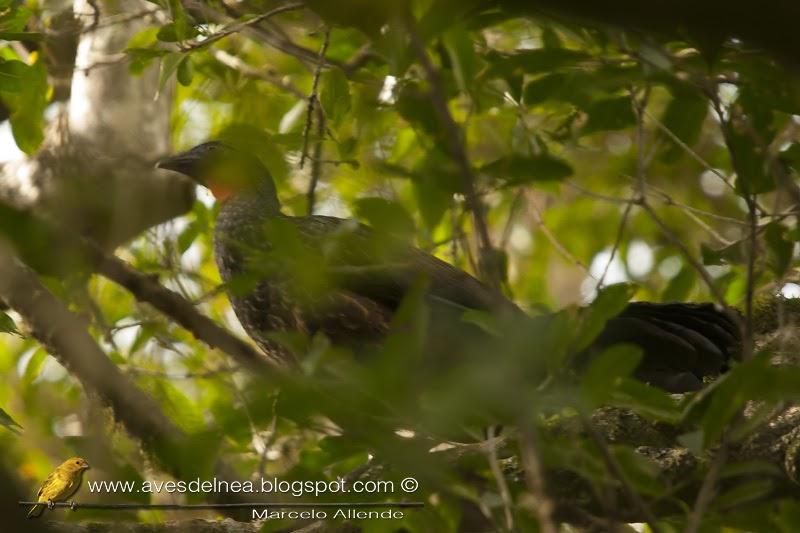 Yacupoí (Rusty-margined Guan) Penelope superciliaris