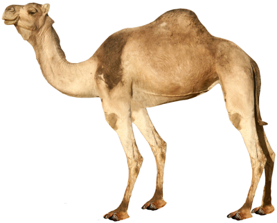 El camello inmóvil
