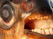 muerde testículos, amenaza bañistas norte europa