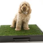 ¿Cómo usar una caja de arena para perros pequeños? caja de arena para perros