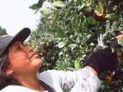AGROBANCO CAÑETE… Aprueban millones soles para productores región Lima