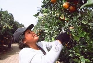 AGROBANCO EN CAÑETE… Aprueban 11 millones de soles para productores del sur de la región Lima