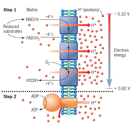 La cadena de transporte de electrones