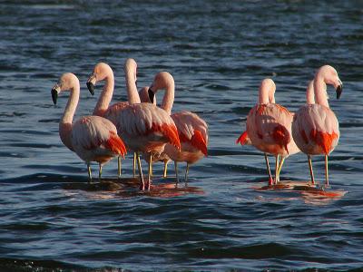 Lagos y lagunas para quienes gustan de la naturaleza pura.