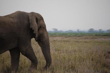 Viaje a Kenia: descubriendo el Parque Nacional de Amboseli
