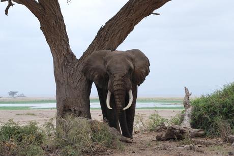 Viaje a Kenia: descubriendo el Parque Nacional de Amboseli