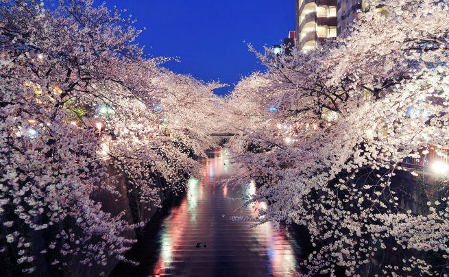 Hanami and some shopping on sales...