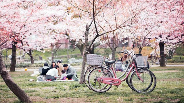 Hanami and some shopping on sales...