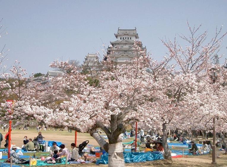 Hanami and some shopping on sales...