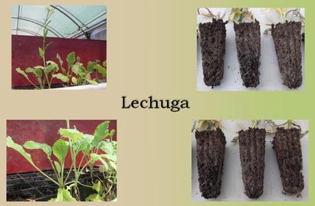 lechuga