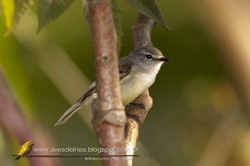 Piojito común (White-crested tyrannulet) Serpophaga subcristata