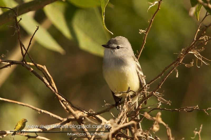 Piojito común (White-crested tyrannulet) Serpophaga subcristata